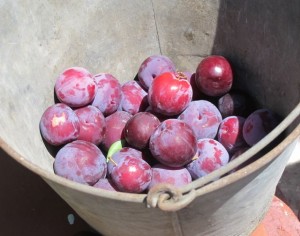 Bucket of plums