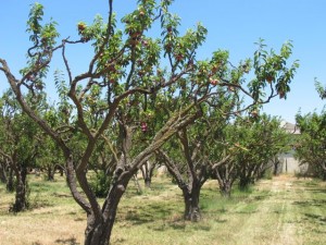 Old plum trees