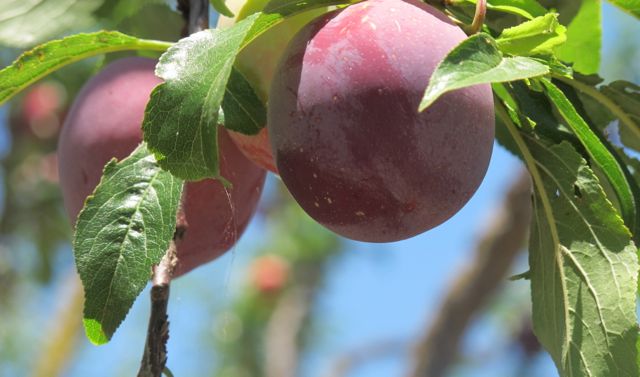 Plum tree
