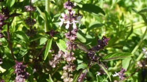Thai basil