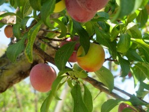 Santa Rosa Plums
