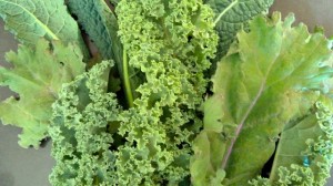 Freshly harvested kale