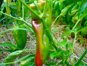 Sweet Pepper Plants