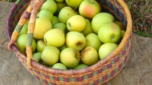 Freshly harvested apples