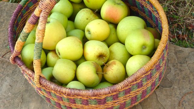 Freshly harvested apples