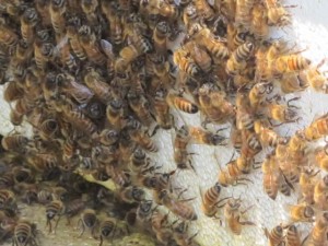 Bees Freshness Farms